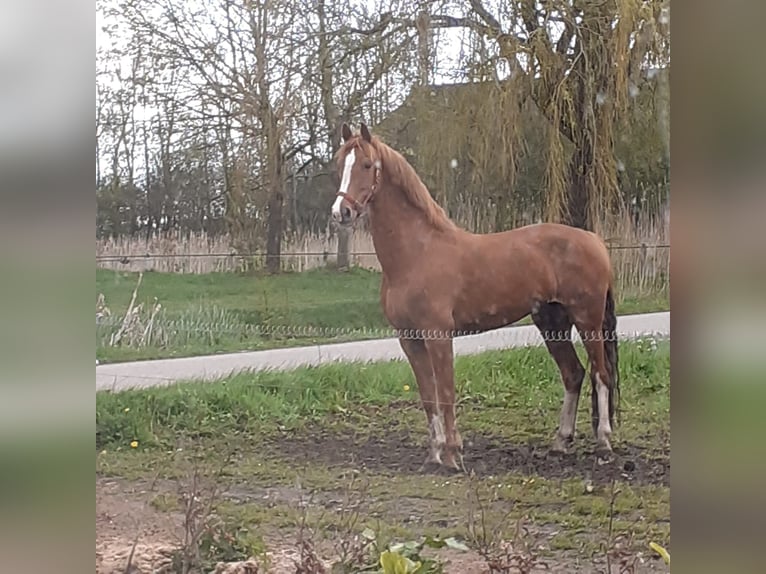Gelderland Jument 10 Ans 160 cm Alezan in Usquert