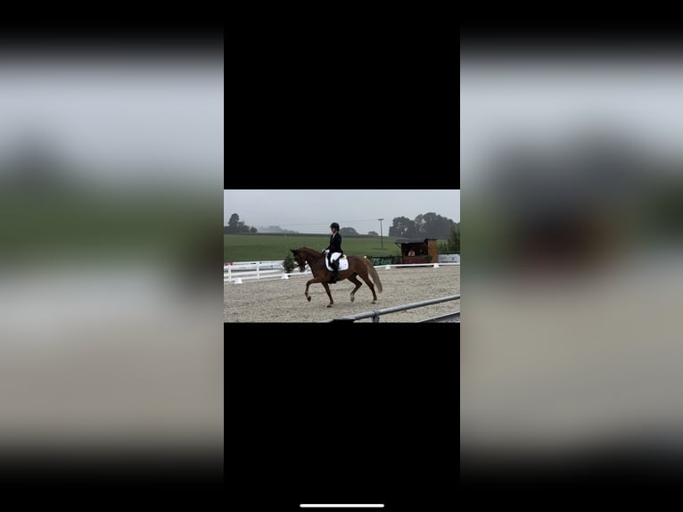 Gelderland Jument 14 Ans 156 cm Alezan in Altshausen