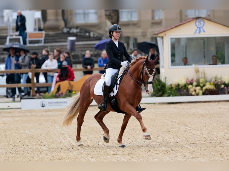 Gelderland Jument 14 Ans 156 cm Alezan in Boms