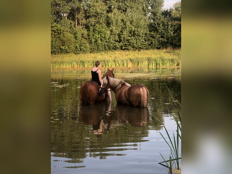 Gelderland Jument 19 Ans 167 cm Alezan in Eibergen