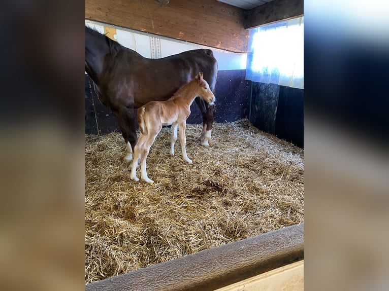 Gelderland Jument 20 Ans 163 cm Alezan brûlé in Stadtlohn