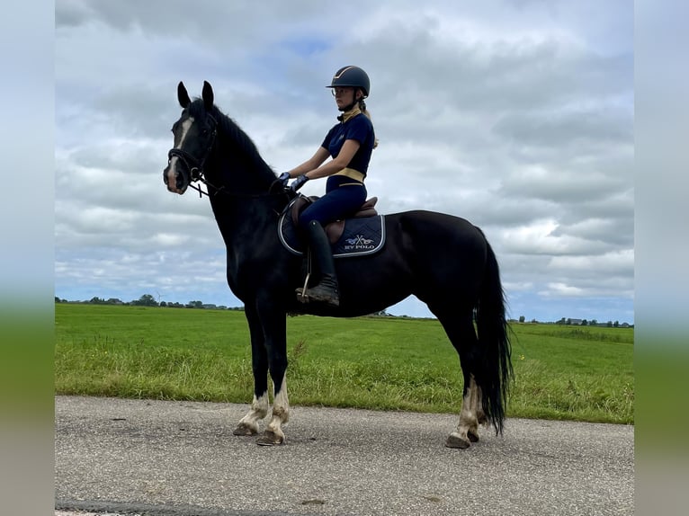 Gelderland Jument 7 Ans 160 cm Noir in Rinsumageast