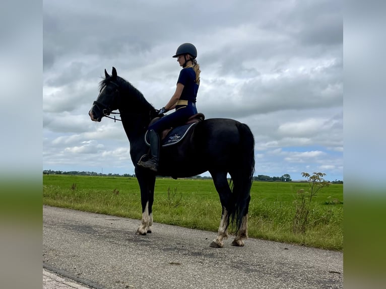 Gelderland Jument 7 Ans 160 cm Noir in Rinsumageast