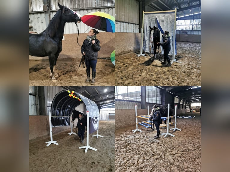 Gelderland Mare 10 years 16 hh Black in Achim