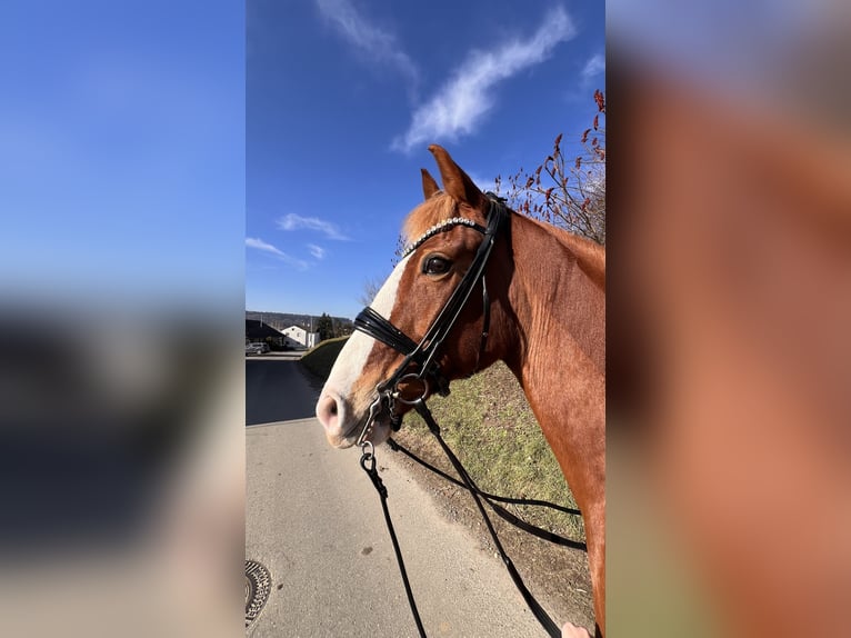 Gelderland Mare 14 years 15.1 hh Chestnut-Red in Boms
