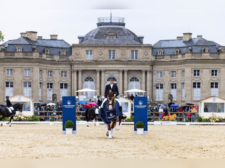 Gelderland Mare 14 years 15,1 hh Chestnut-Red in Boms