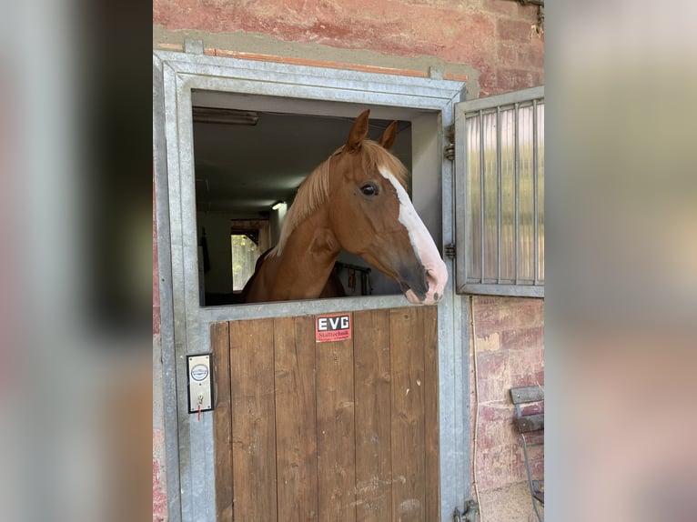 Gelderland Mare 14 years 15,1 hh Chestnut-Red in Boms