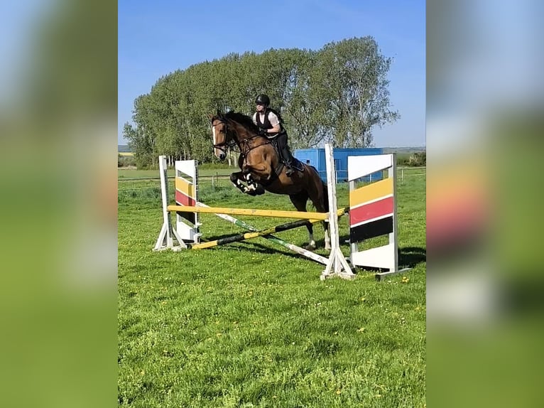 Gelderland Mare 14 years 17 hh Brown-Light in Volkstedt