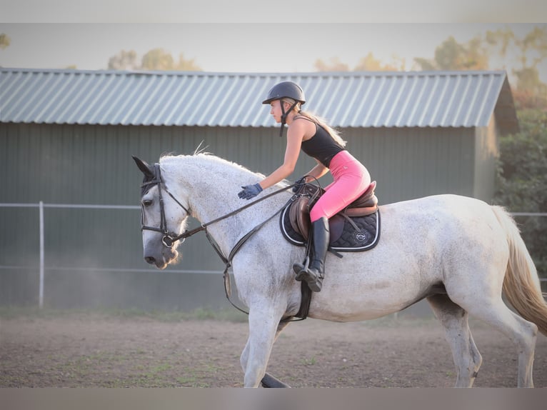 Gelderland Mare 15 years 17 hh in Budapest