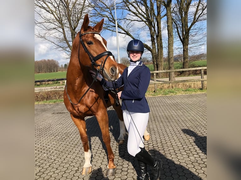 Gelderland Mare 19 years 16.1 hh Chestnut-Red in Eibergen