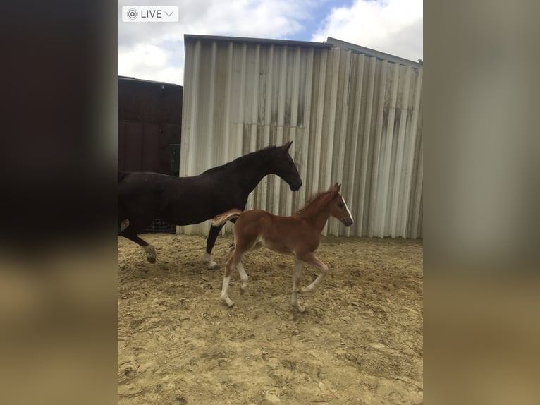 Gelderland Mare 19 years 16 hh Chestnut in Stadtlohn