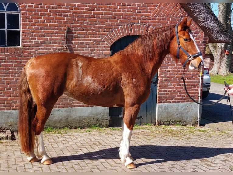 Gelderland Mare 4 years 15.1 hh Brown in Achterveld