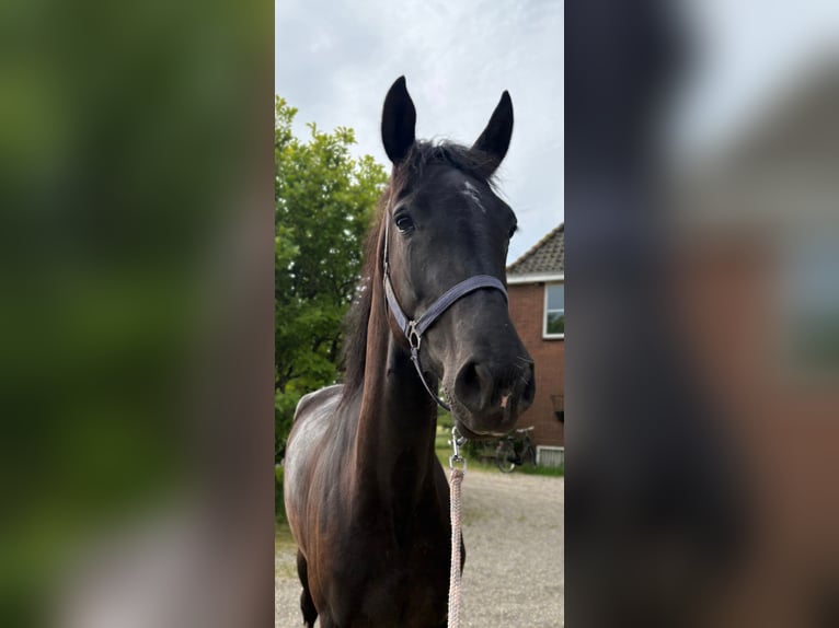 Gelderland Mare 4 years 16 hh Black in Werkhoven