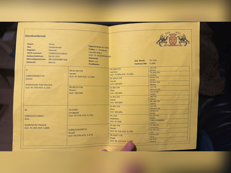 Gelderland Mare 4 years 16 hh Chestnut-Red in Zutendaal