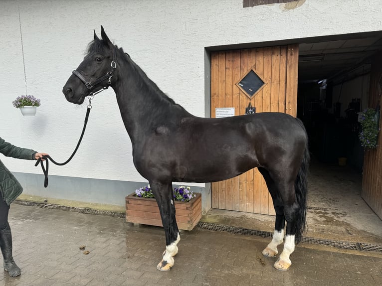 Gelderland Mare 8 years 16,2 hh Black in Weinsberg - Gellmersbach