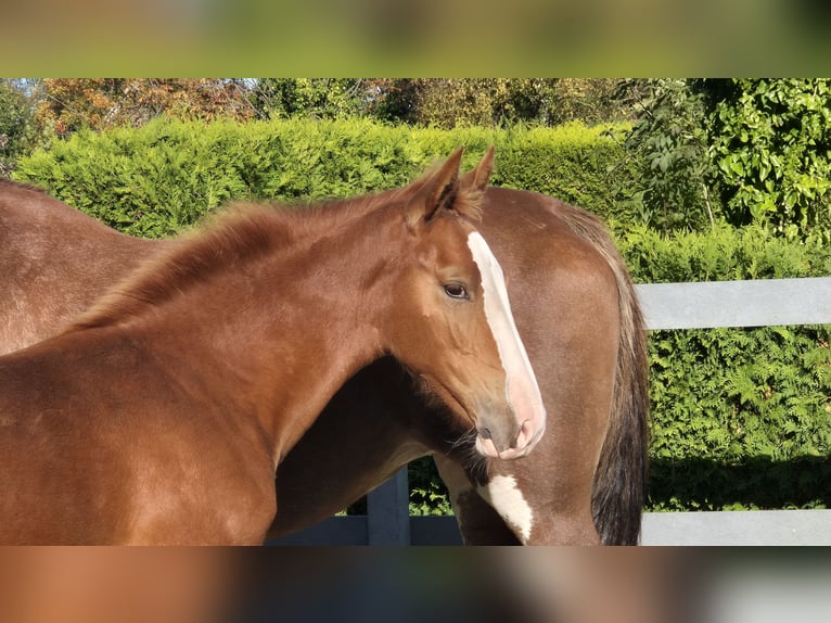 Gelderland Mare Foal (05/2024) 16,2 hh Chestnut-Red in Ochtersum