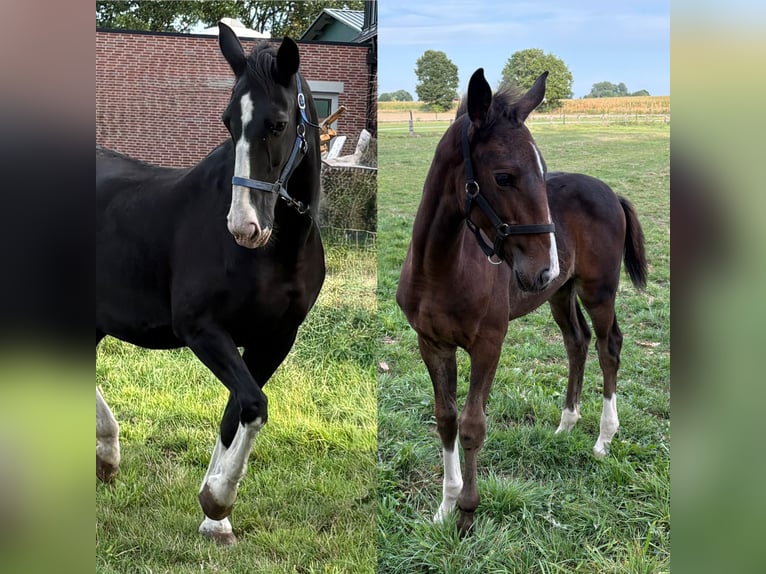 Gelderland Mare Foal (06/2025) Bay-Dark in Borken