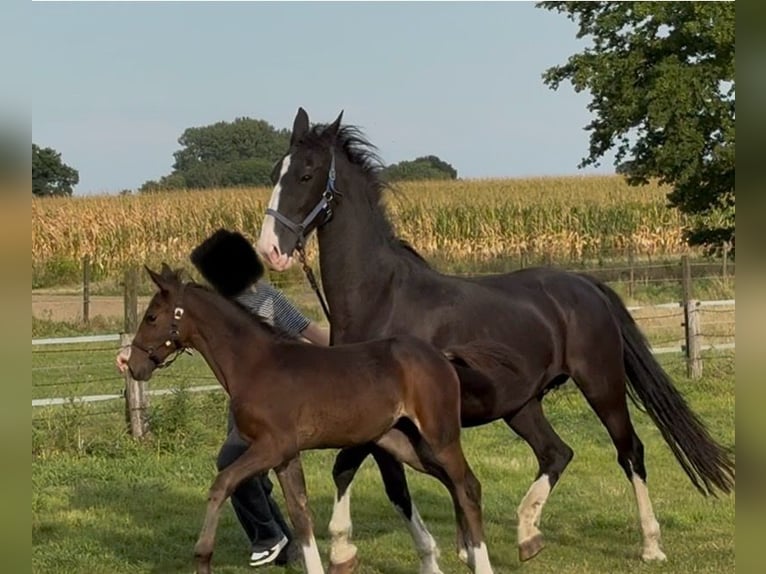 Gelderland Mare Foal (06/2025) Bay-Dark in Borken