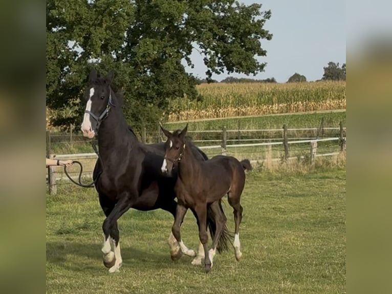 Gelderland Mare Foal (06/2025) Bay-Dark in Borken