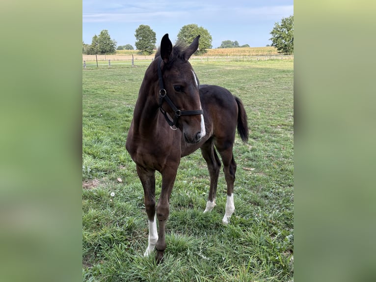 Gelderland Mare Foal (06/2025) Bay-Dark in Borken