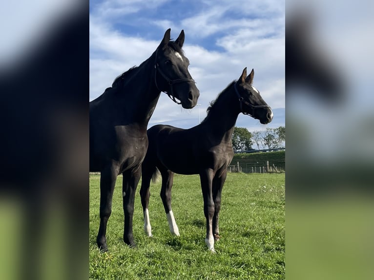 Gelderland Stallion 1 year Smoky-Black in Bunnik