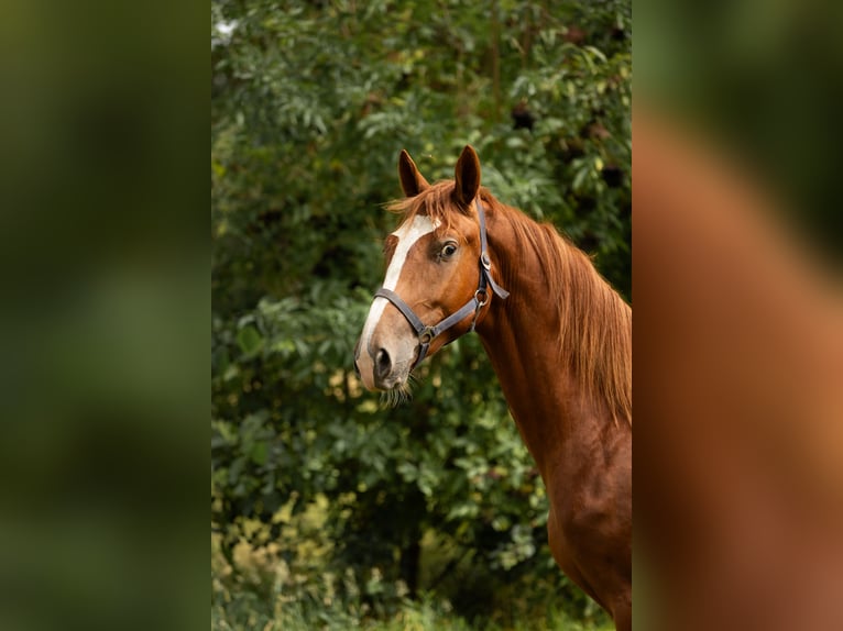 Gelderland Stallion 3 years 16,2 hh Chestnut-Red in Zandhuizen