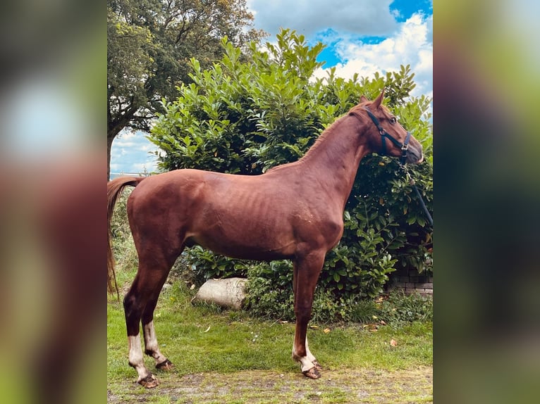 Gelderland Stallion 3 years 16,2 hh Chestnut-Red in Zandhuizen