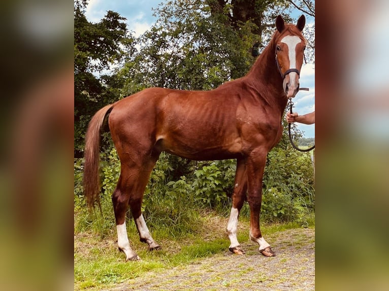 Gelderland Stallion 3 years 16,2 hh Chestnut-Red in Zandhuizen