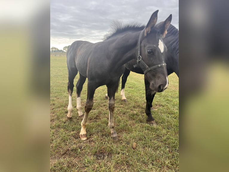 Gelderland Stallion Foal (05/2025) Smoky-Black in Bunni