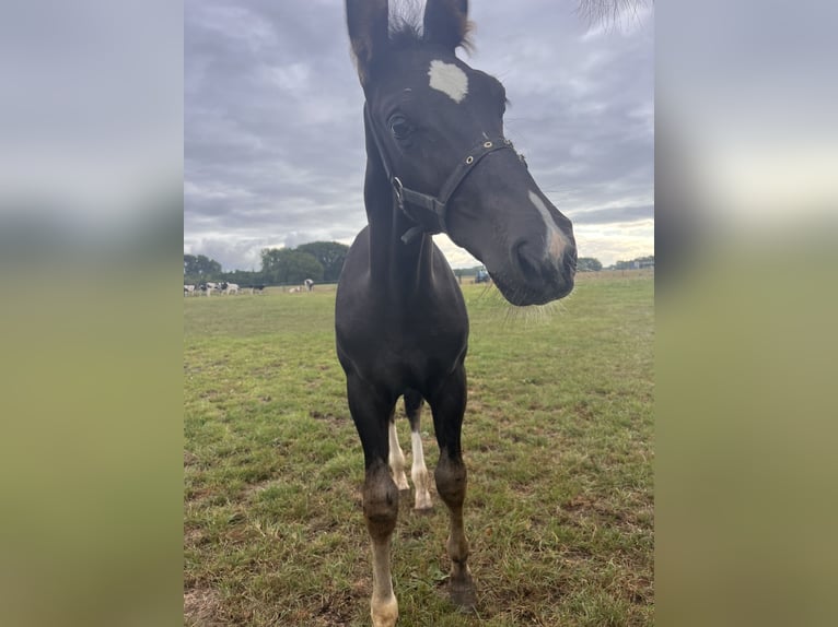 Gelderland Stallion Foal (05/2025) Smoky-Black in Bunni