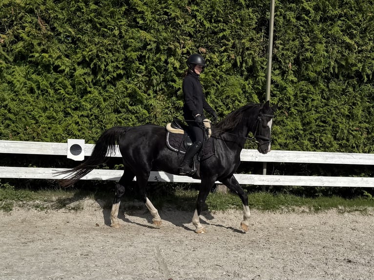 Gelderland Yegua 16 años 156 cm Negro in F&#xFC;rstenwalde/Spree