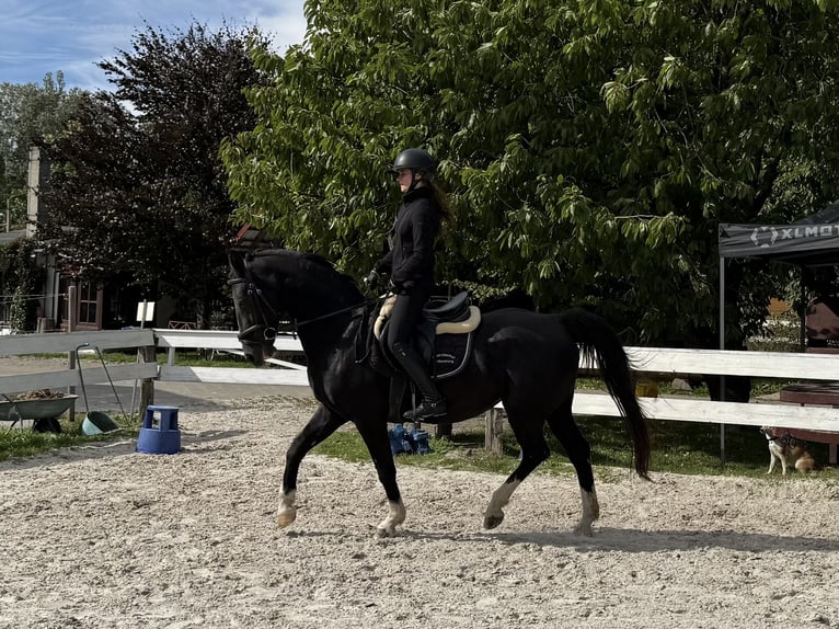 Gelderland Yegua 16 años 156 cm Negro in F&#xFC;rstenwalde/Spree