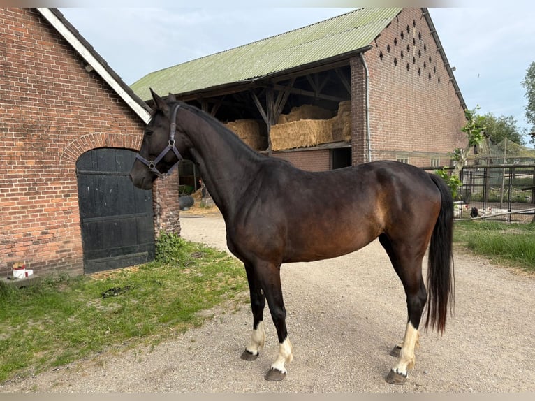 Gelderland Yegua 4 años 163 cm Negro in Werkhoven