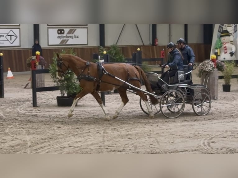 Gelderland Yegua 4 años 165 cm Alazán in Zutendaal