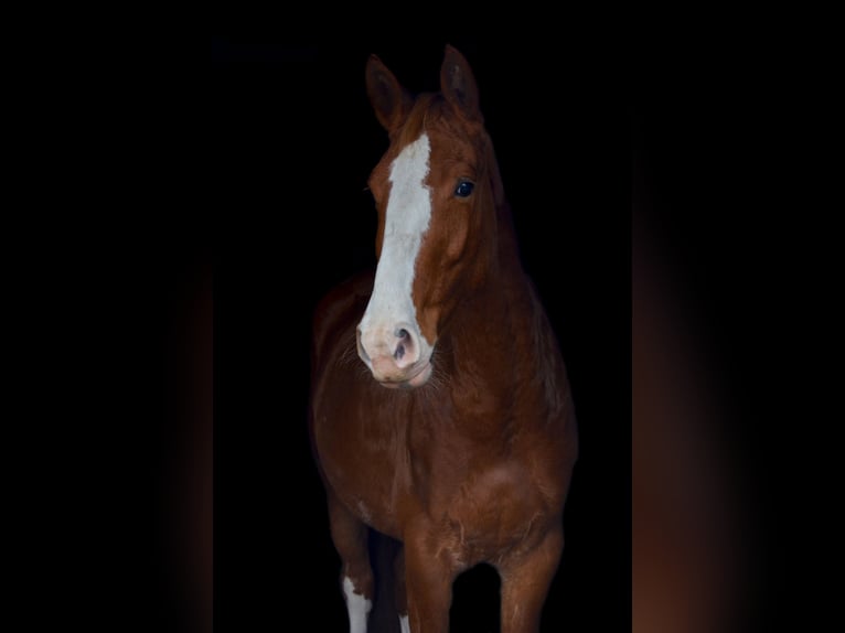 Gelderland Yegua 5 años 165 cm Alazán in Zutendaal