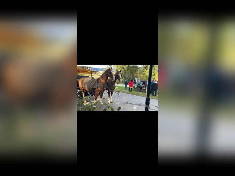 Gelderlander Castrone 15 Anni 170 cm Sauro in Reith bei SeefeldReith