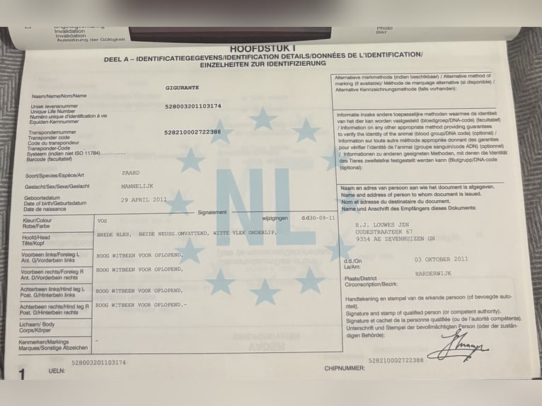 Gelderlander Castrone 15 Anni 170 cm Sauro in Reith bei SeefeldReith