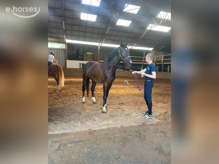 Gelderlander Castrone 4 Anni 170 cm Morello in Grivegnée