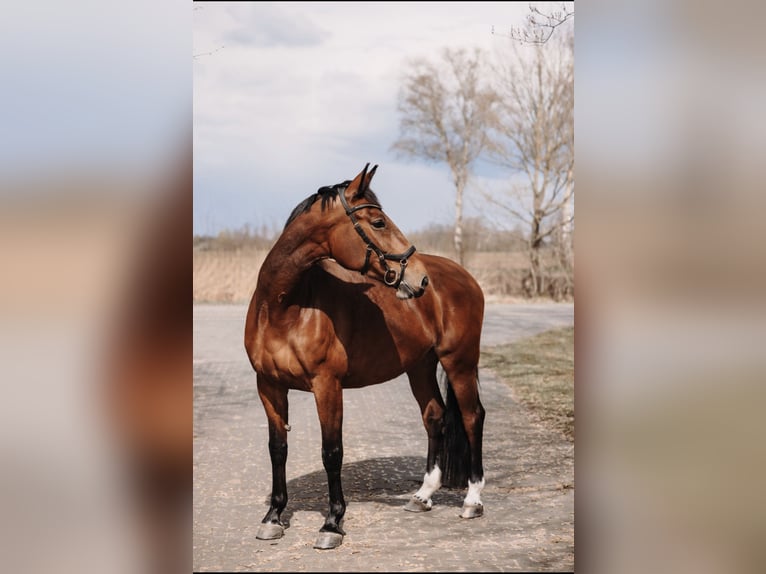 Gelderlander Giumenta 15 Anni 172 cm Baio ciliegia in Almelo