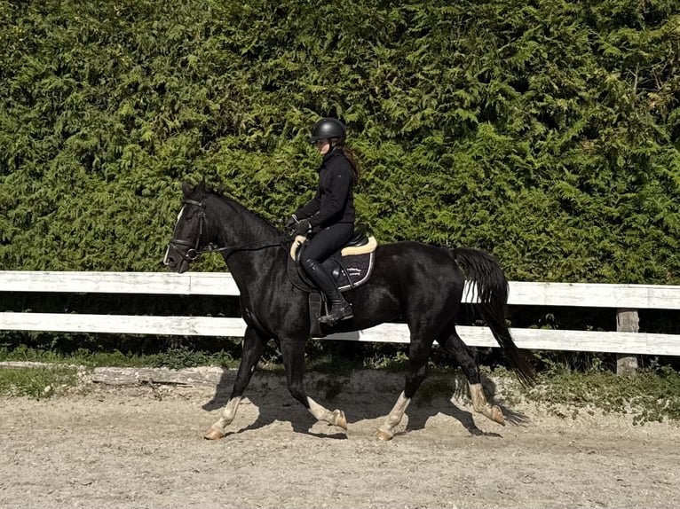 Gelderlander Giumenta 16 Anni 156 cm Morello in Fürstenwalde/Spree Gelderlander Giumenta 16 Anni 156 cm Morello in Fürstenwalde/Spree