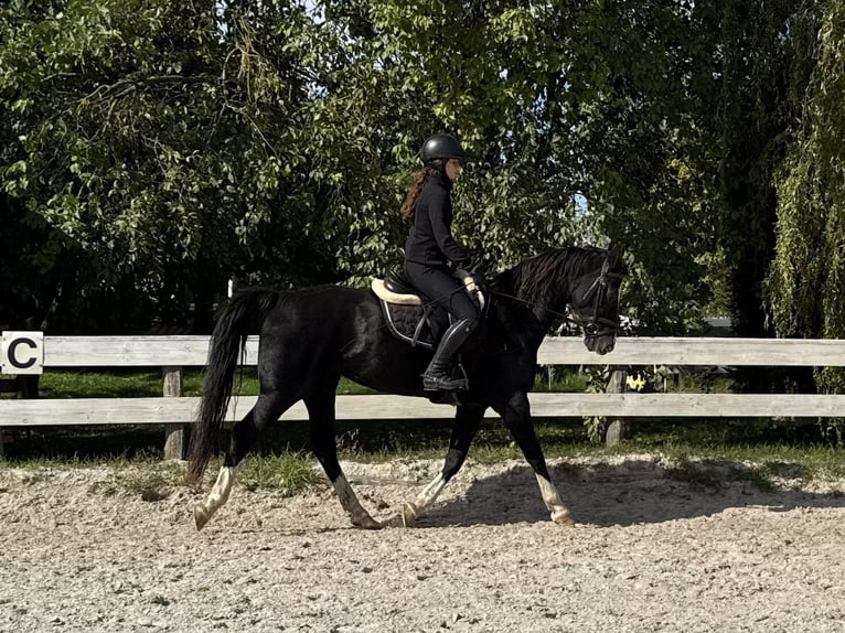 Gelderlander Giumenta 16 Anni 156 cm Morello in Fürstenwalde/Spree Gelderlander Giumenta 16 Anni 156 cm Morello in Fürstenwalde/Spree