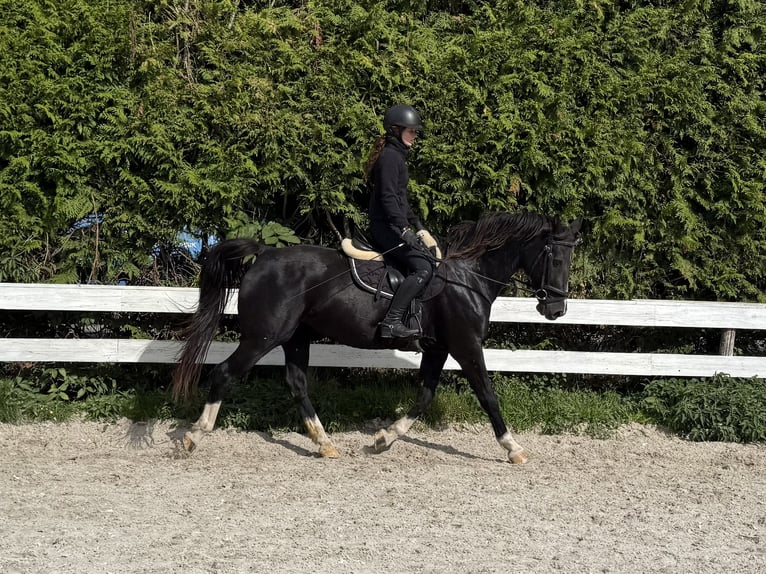 Gelderlander Giumenta 16 Anni 156 cm Morello in Fürstenwalde/Spree Gelderlander Giumenta 16 Anni 156 cm Morello in Fürstenwalde/Spree