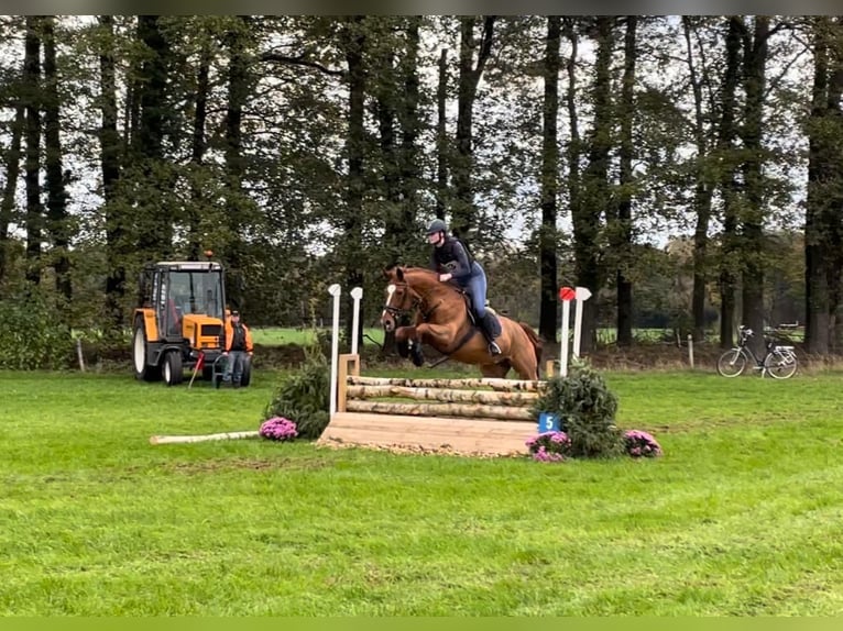 Gelderlander Giumenta 19 Anni 167 cm Sauro in Eibergen