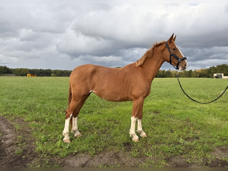 Gelderlander Giumenta 4 Anni 165 cm Sauro in Zutendaal
