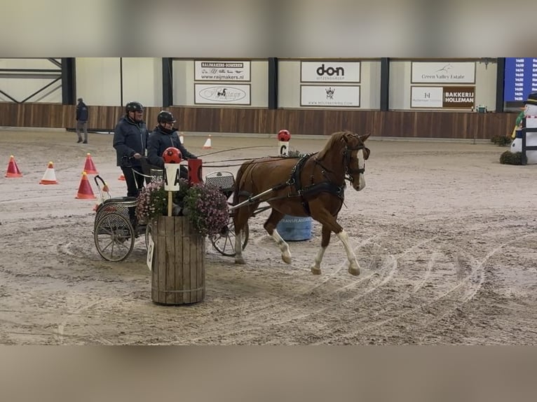 Gelderlander Giumenta 4 Anni 165 cm Sauro in Zutendaal