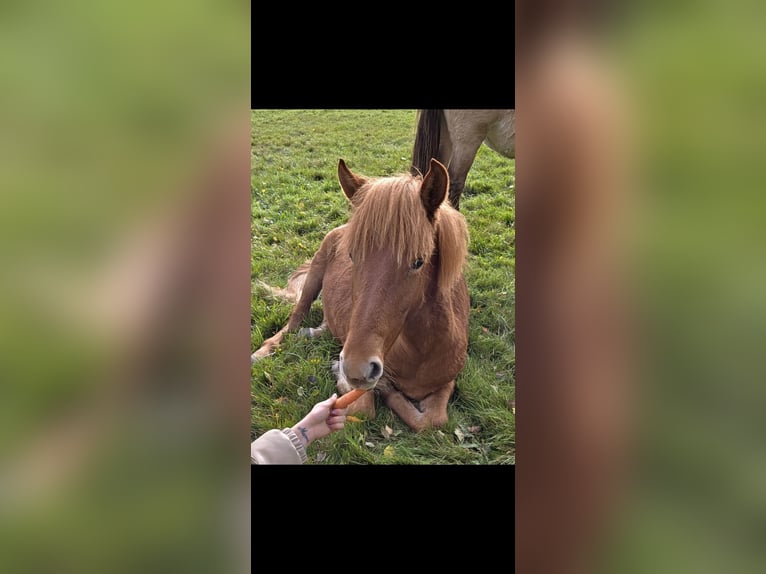 Gelderlander Mix Hengst 1 Jaar 165 cm Vos in Enschede