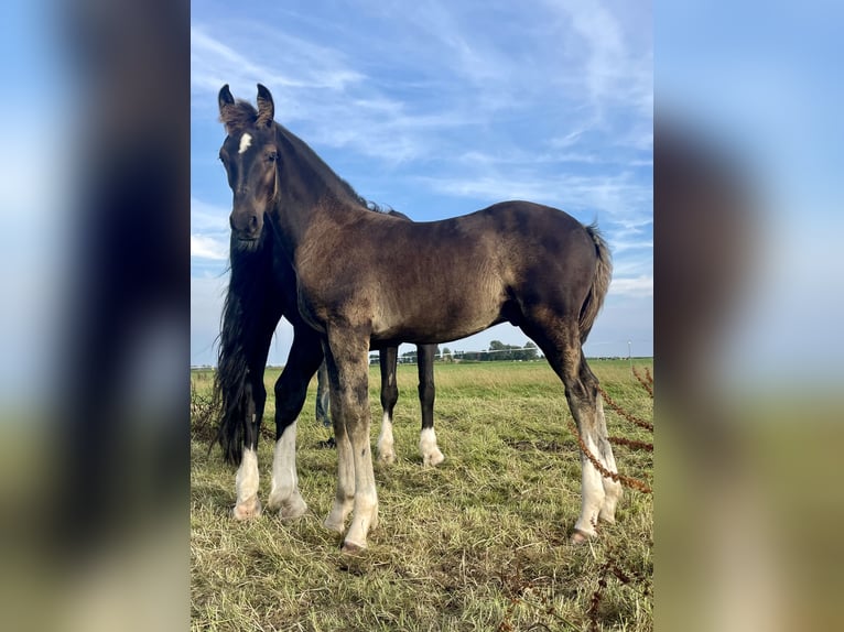 Gelderlander Hengst veulen (05/2024) 170 cm Zwart in Rinsumageast