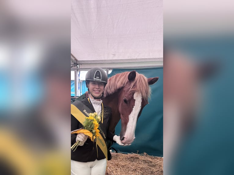 Gelderlander Merrie 14 Jaar 156 cm Vos in Altshausen