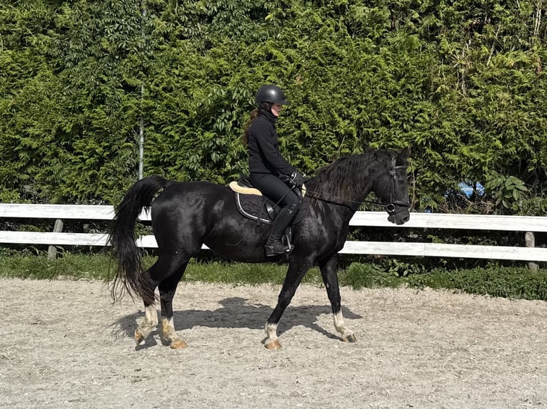 Gelderlander Merrie 16 Jaar 156 cm Zwart in Fürstenwalde/Spree Gelderlander Merrie 16 Jaar 156 cm Zwart in Fürstenwalde/Spree