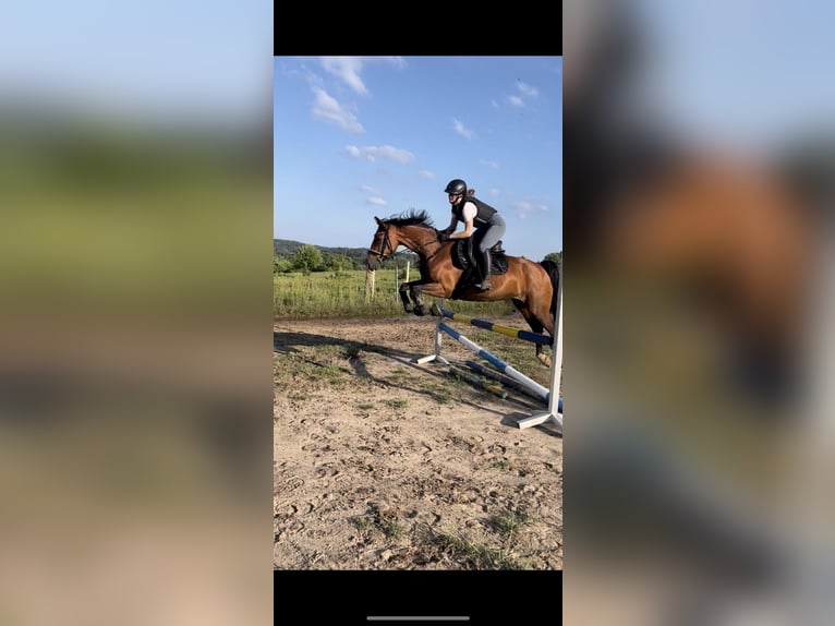Gelderlander Merrie 18 Jaar 163 cm Bruin in Rathenow